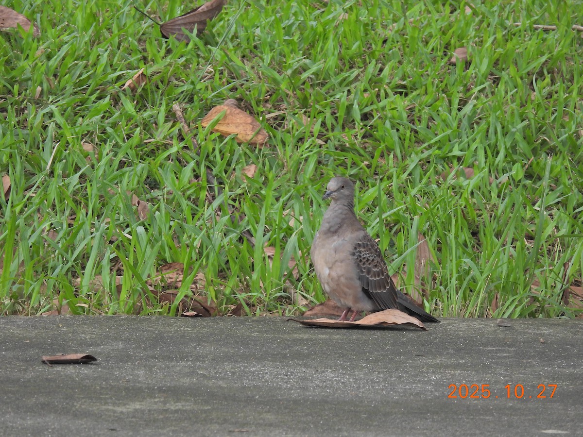 Oriental Turtle-Dove - ML644206723