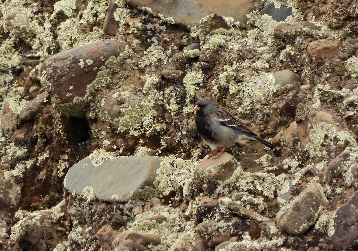 Mourning Sierra Finch - ML644206732