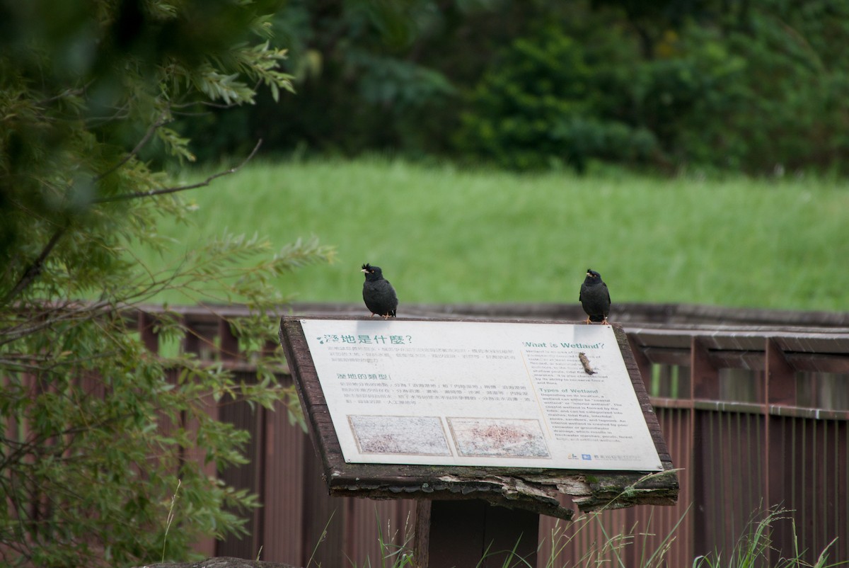Crested Myna - ML644206734