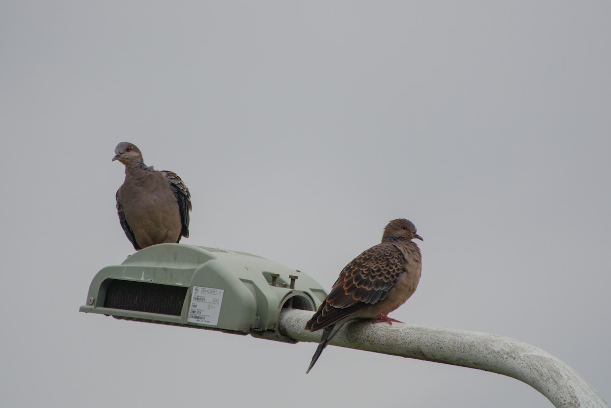 Oriental Turtle-Dove - ML644206745