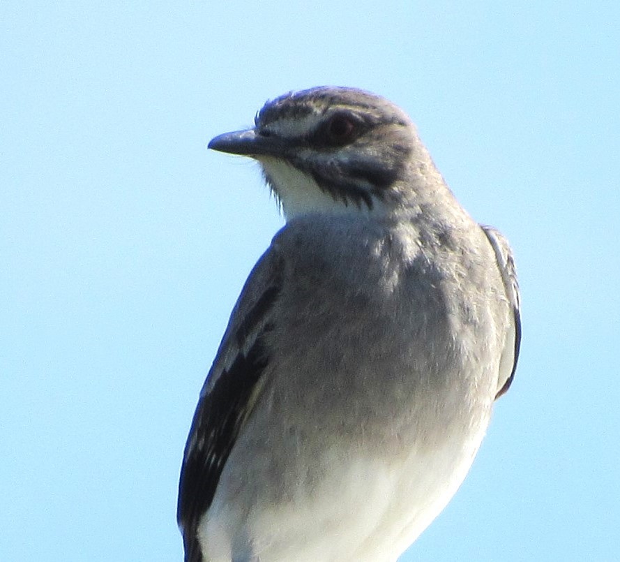 Gray Monjita - ML644206754