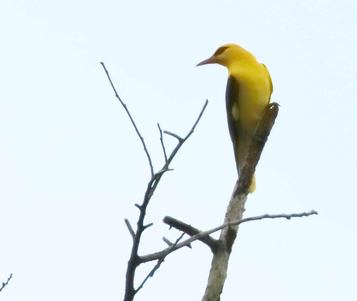 Indian Golden Oriole - ML644206757