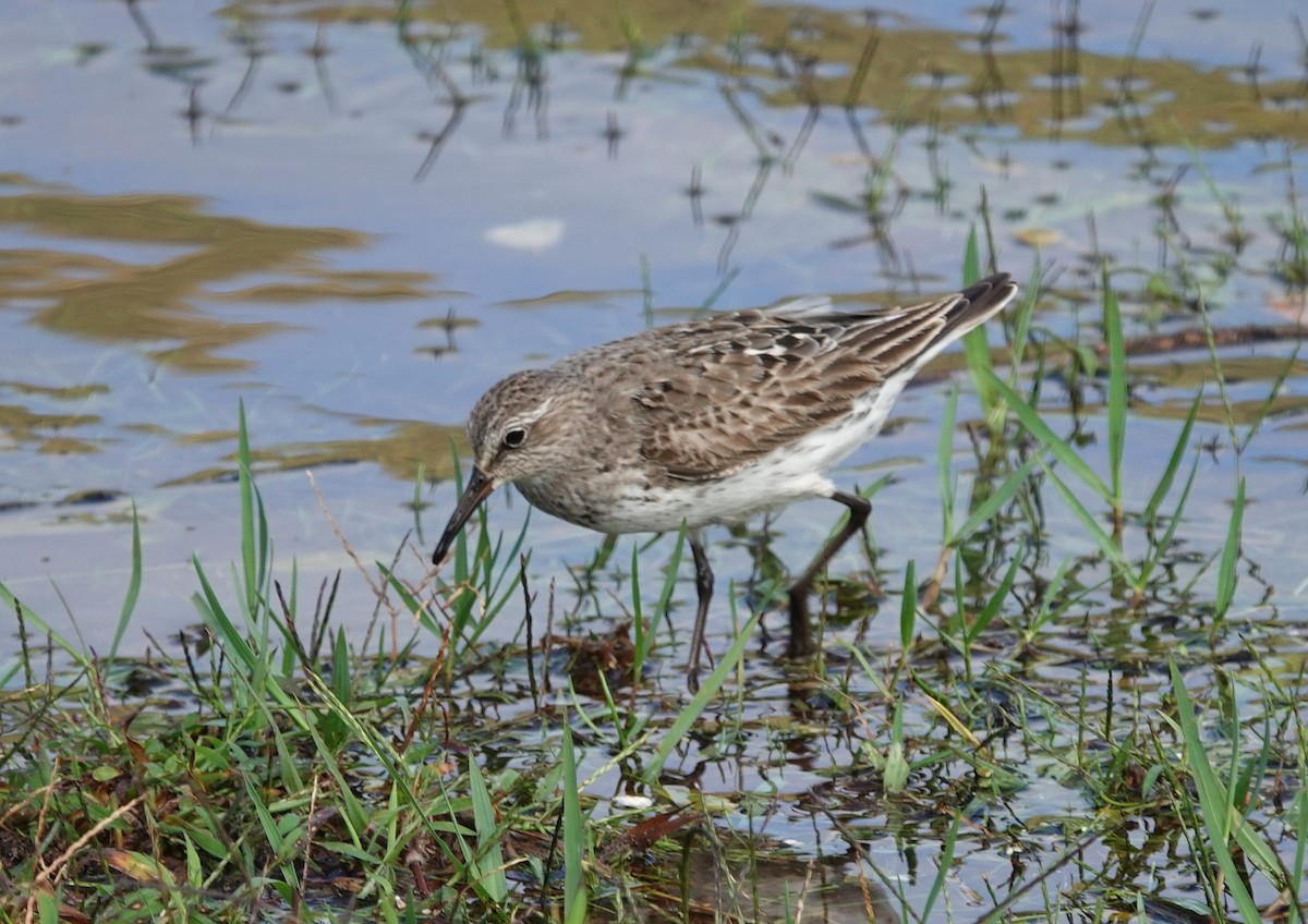 White-rumped Sandpiper - ML644206758