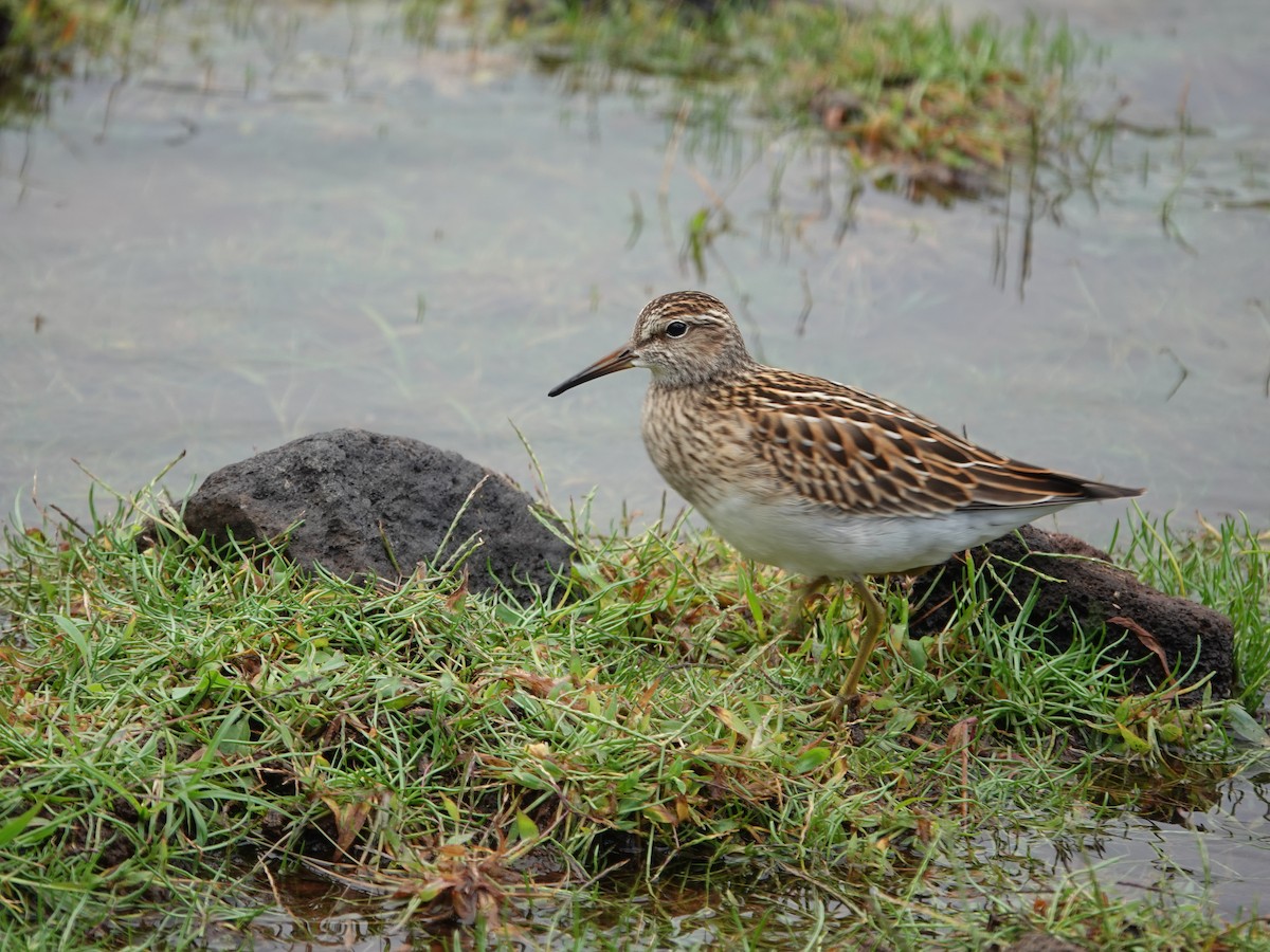 Pectoral Sandpiper - ML644206776
