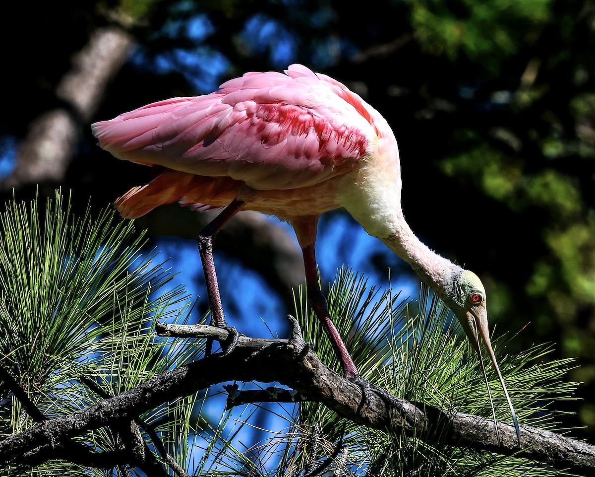 Roseate Spoonbill - ML644206778