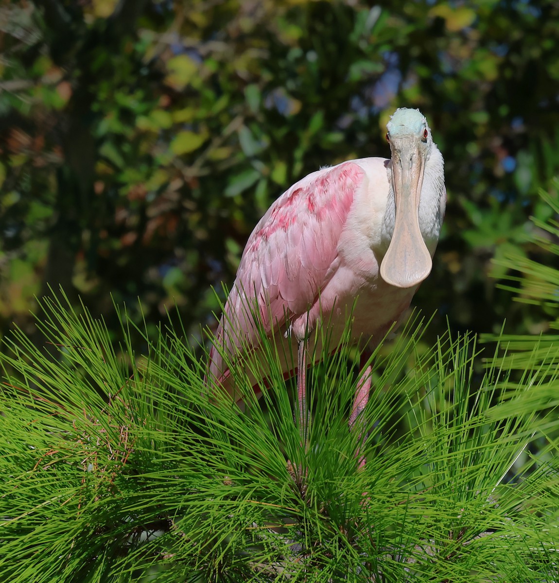 Roseate Spoonbill - ML644206779