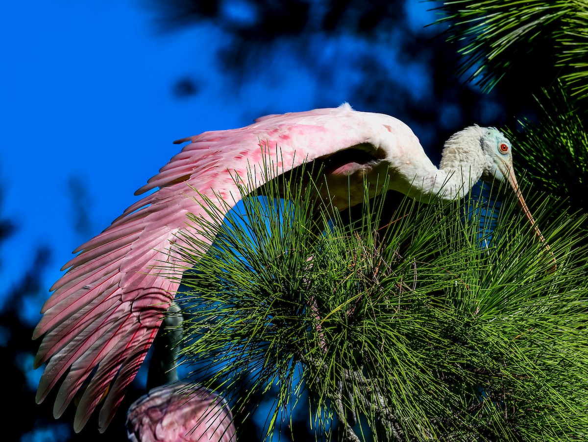 Roseate Spoonbill - ML644206780