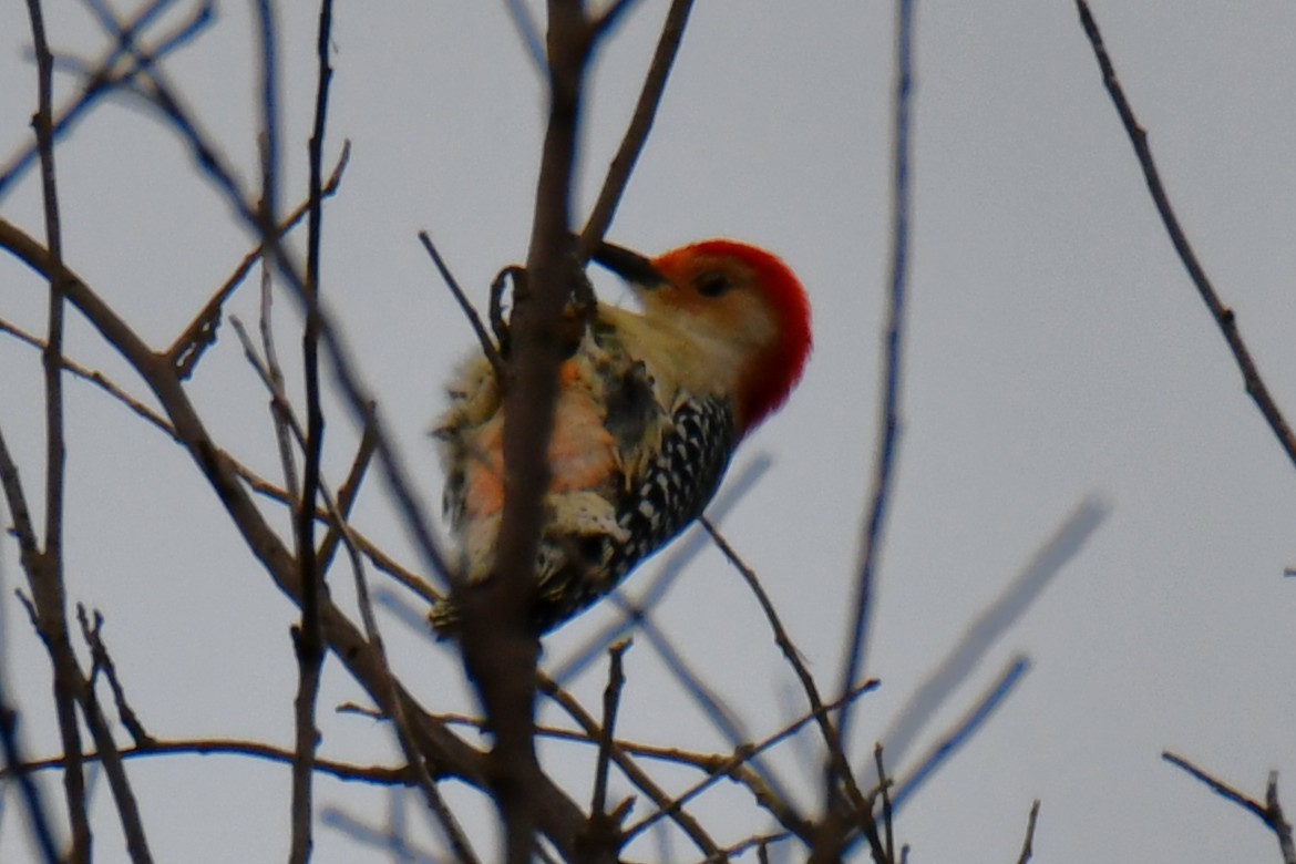 Red-bellied Woodpecker - ML644206781