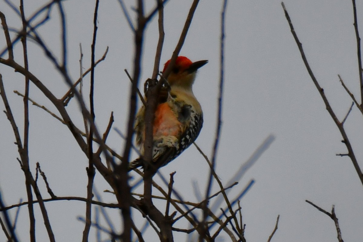 Red-bellied Woodpecker - ML644206782