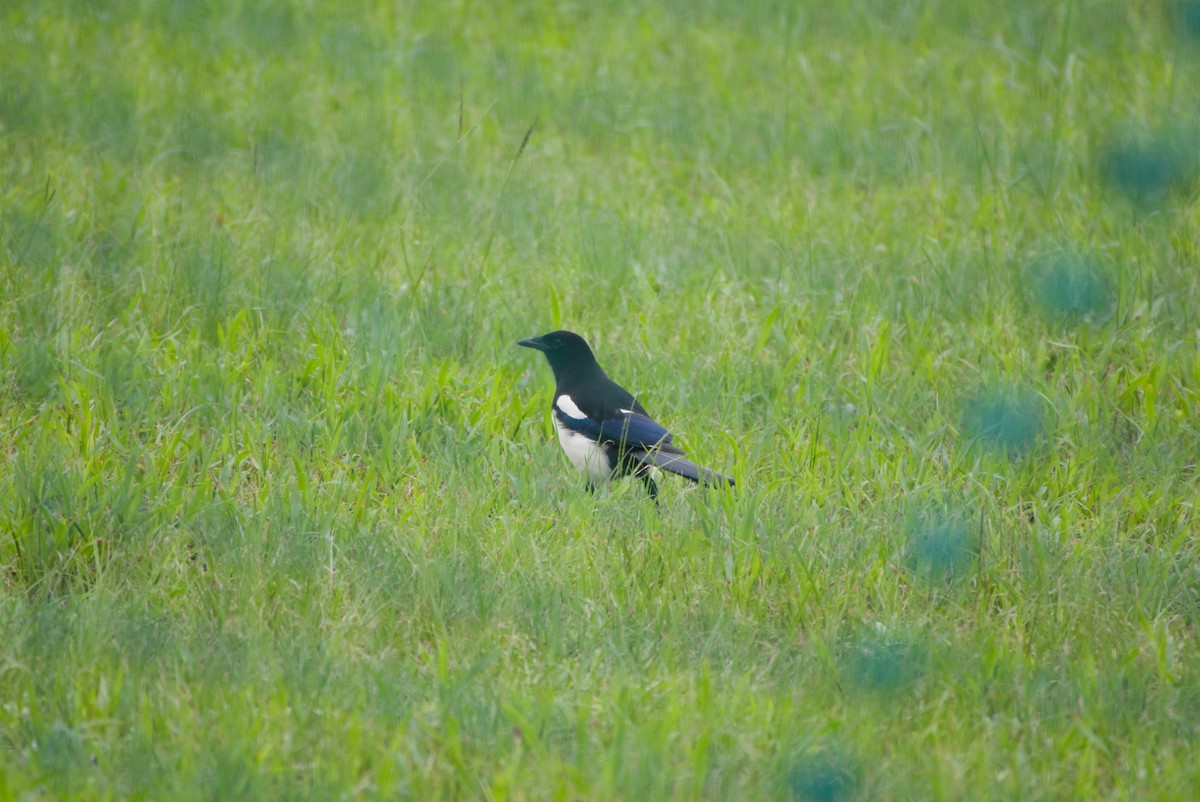 Oriental Magpie - ML644206785
