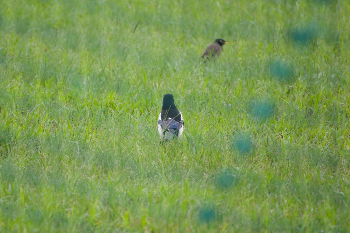 Oriental Magpie - ML644206787