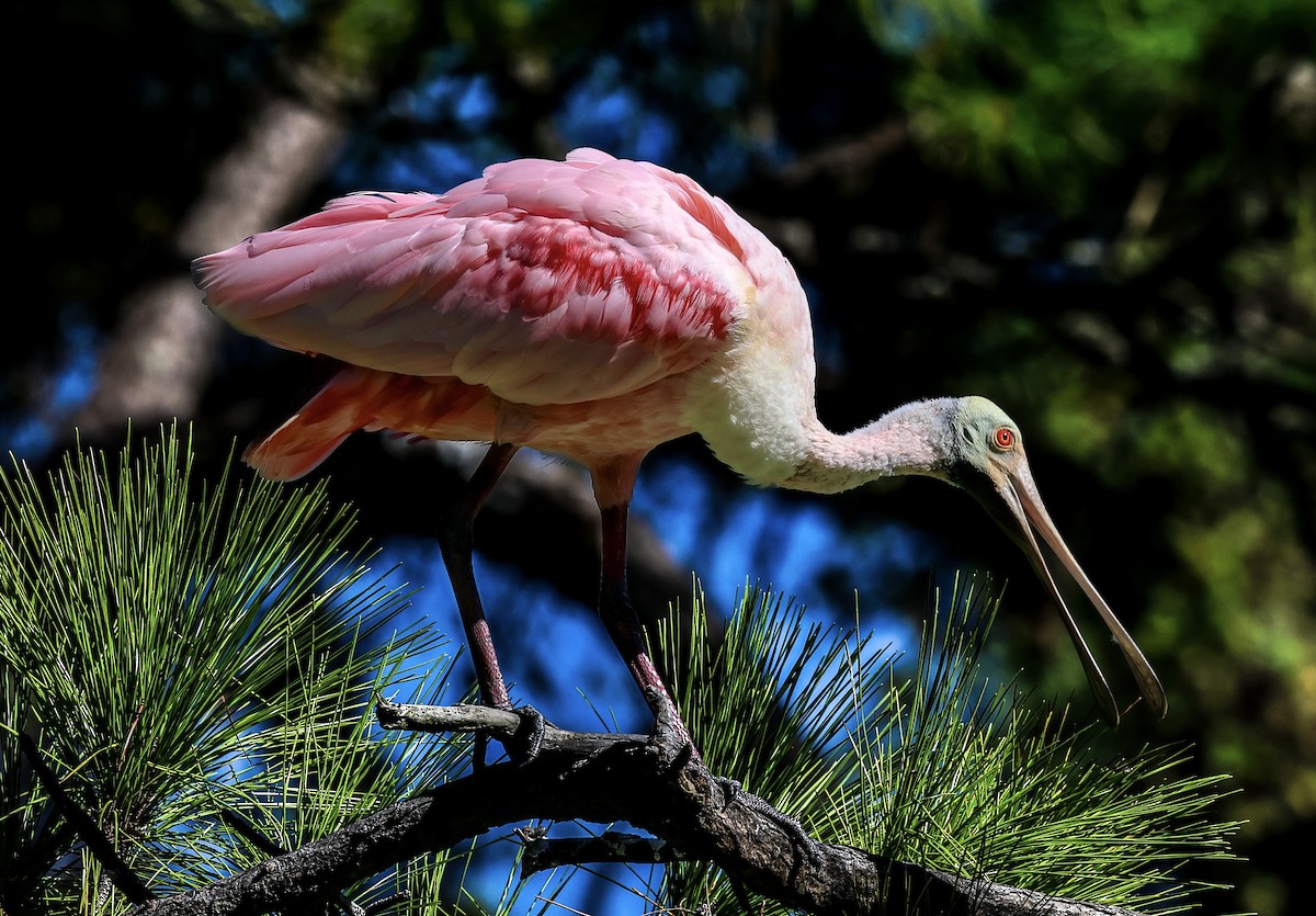 Roseate Spoonbill - ML644206798