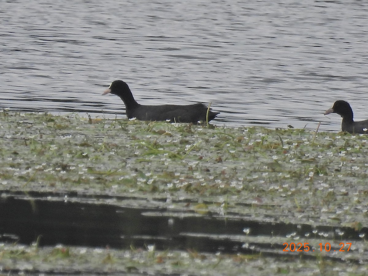 Eurasian Coot - ML644206799