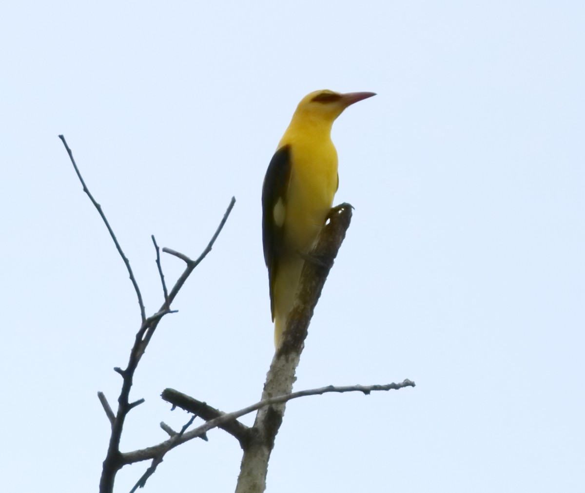 Indian Golden Oriole - ML644206800