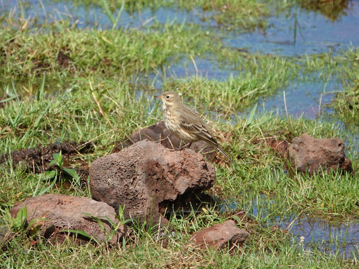 American Pipit - ML644206804