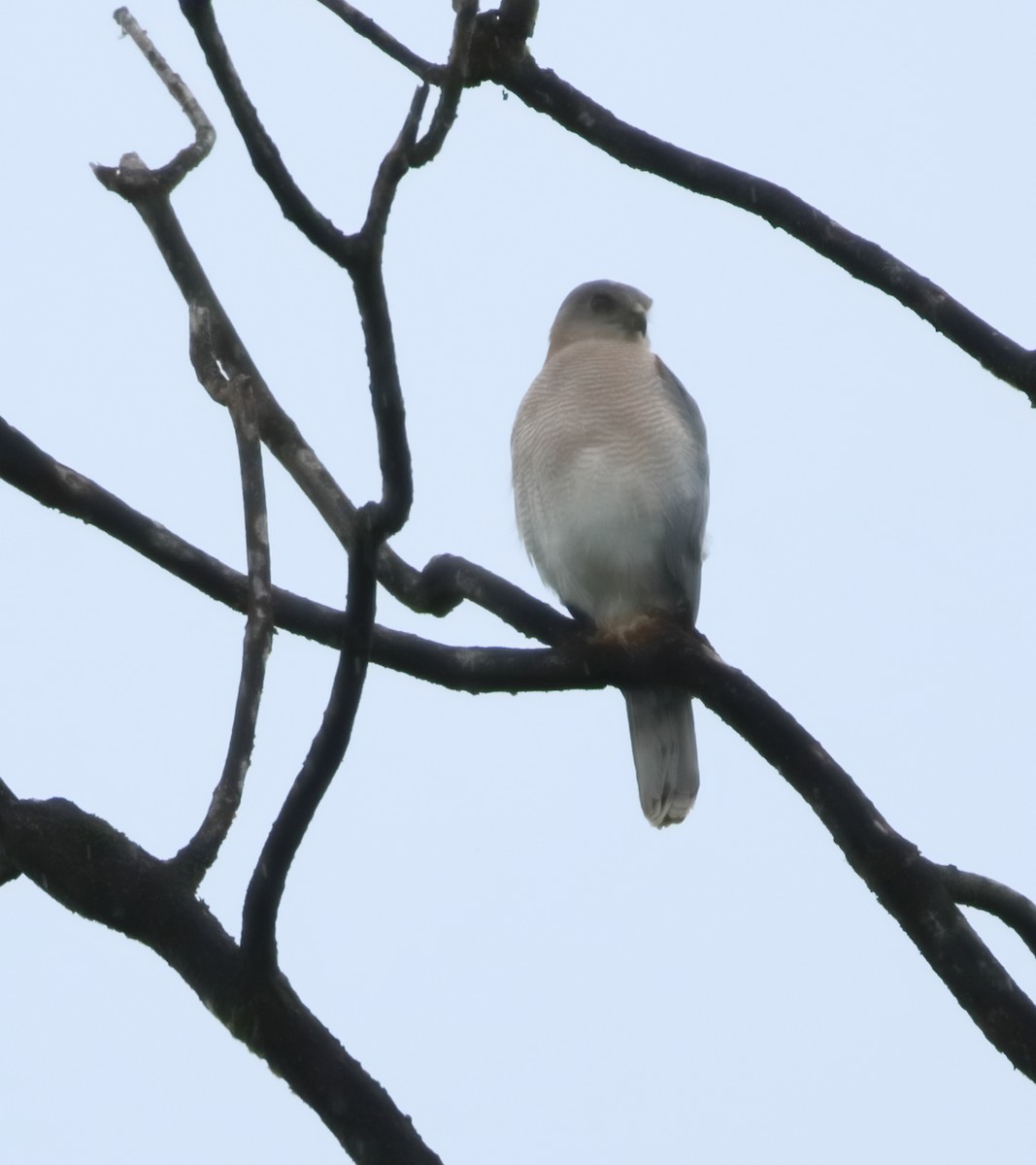 Үүрсээ харцага - ML644206811