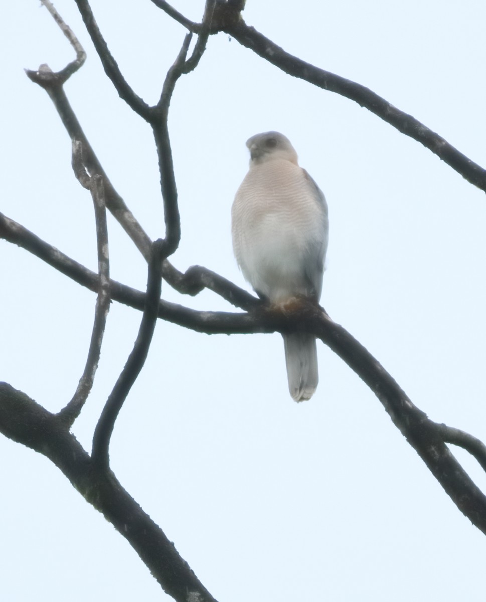 Үүрсээ харцага - ML644206814