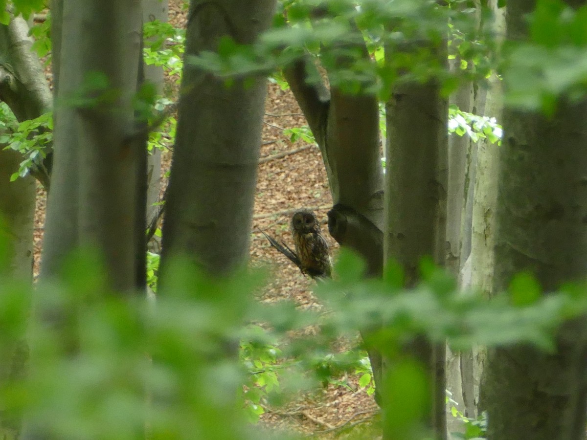 Ural Owl - ML644206815