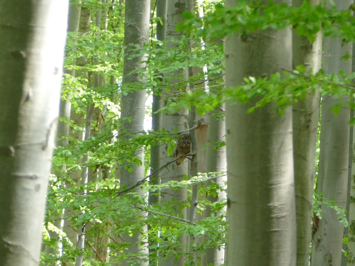 Ural Owl - ML644206816