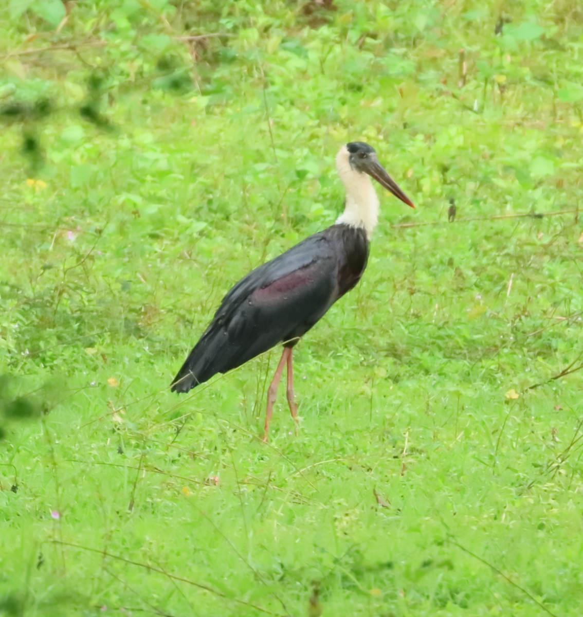 Asian Woolly-necked Stork - ML644206821