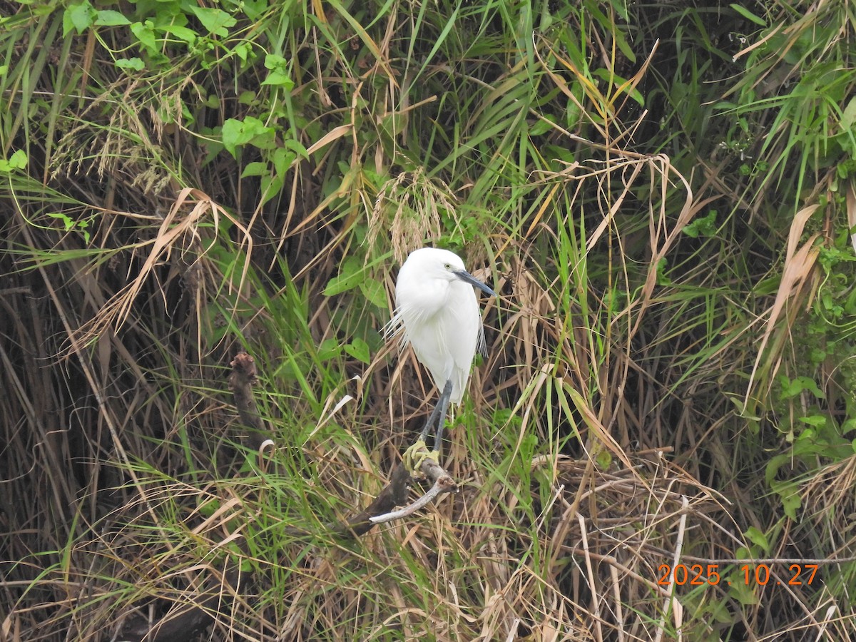 Little Egret - ML644206841