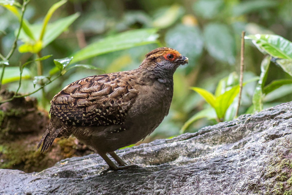 Spot-winged Wood-Quail - ML644206857