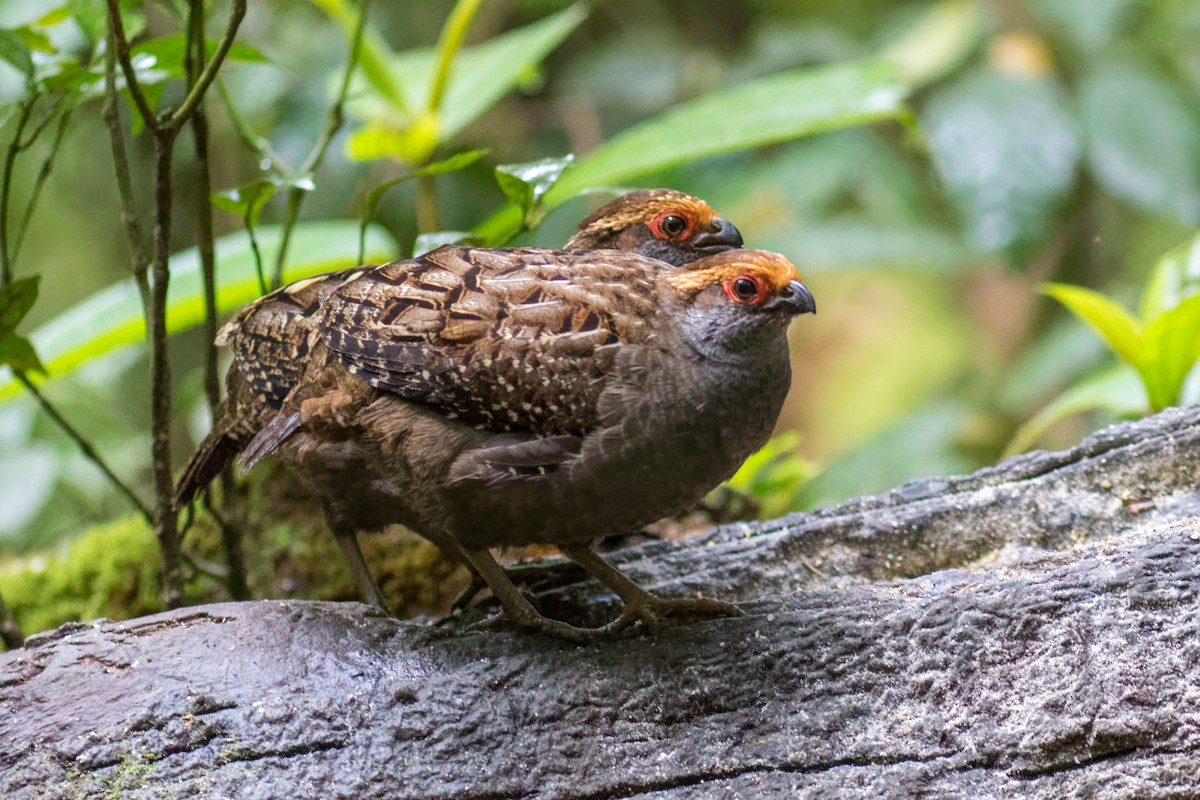 Spot-winged Wood-Quail - ML644206865
