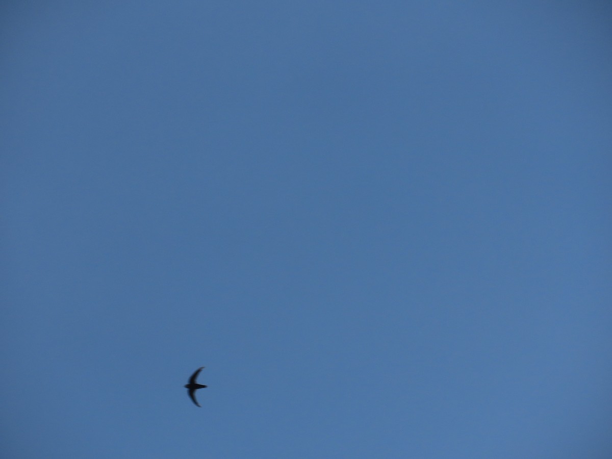 rorýs domácí - ML644206867