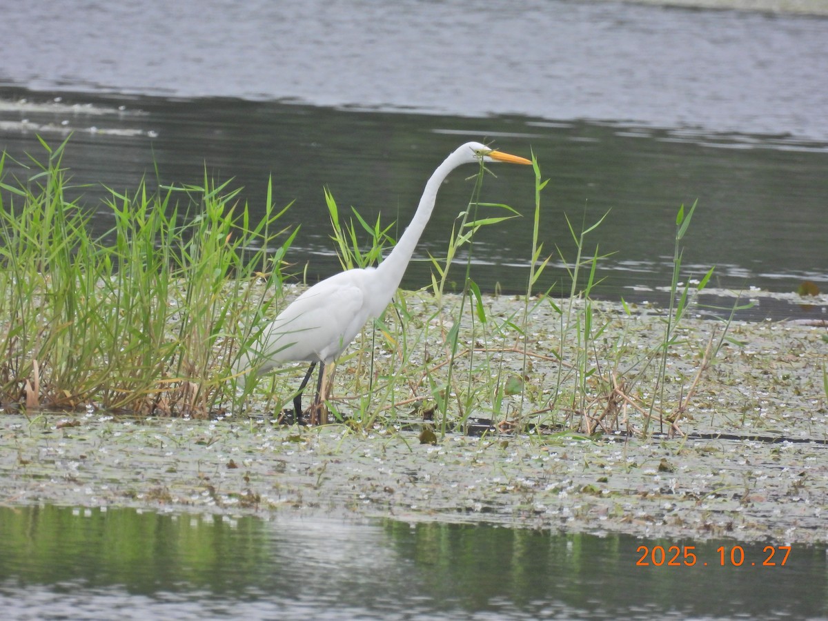 Great Egret - ML644206870