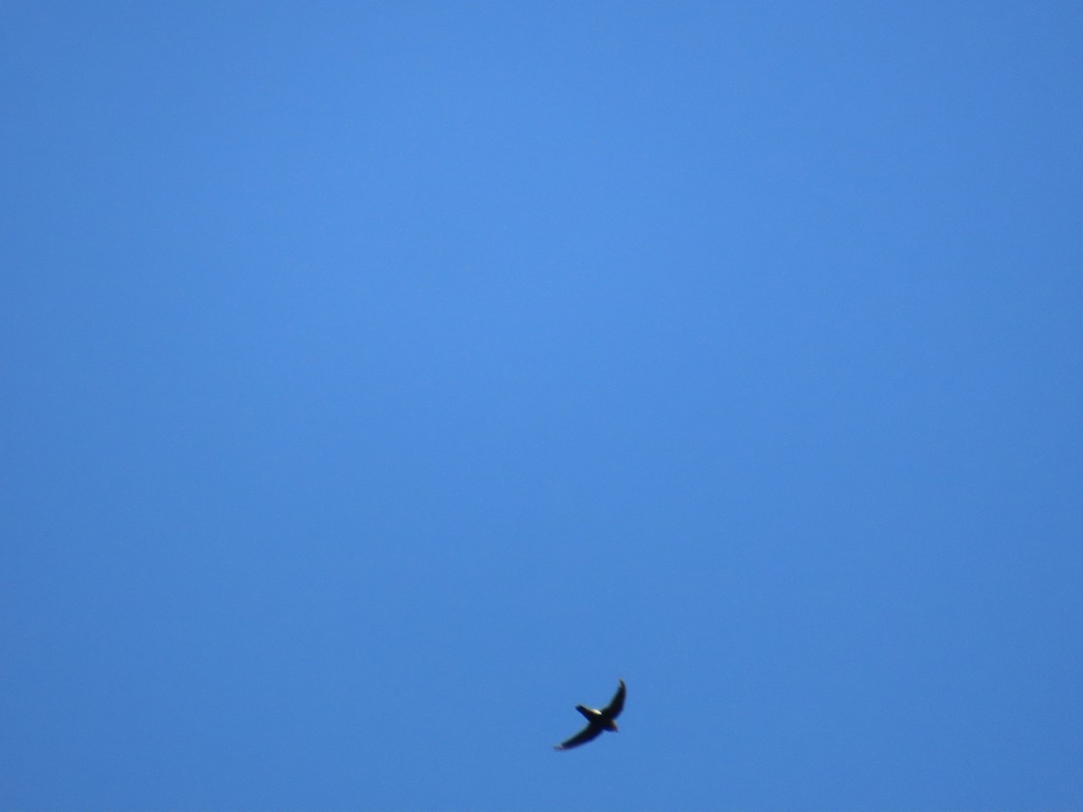 rorýs domácí - ML644206873