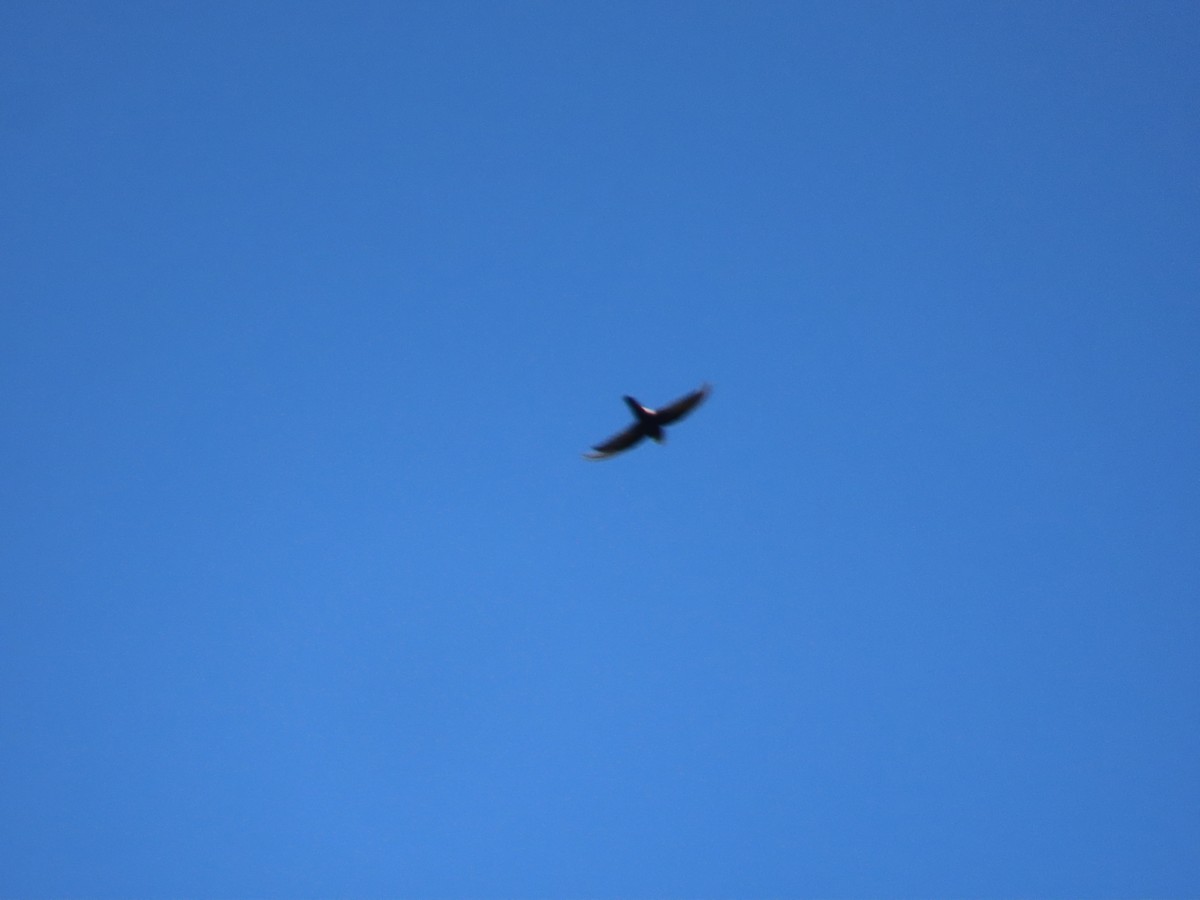 rorýs domácí - ML644206874