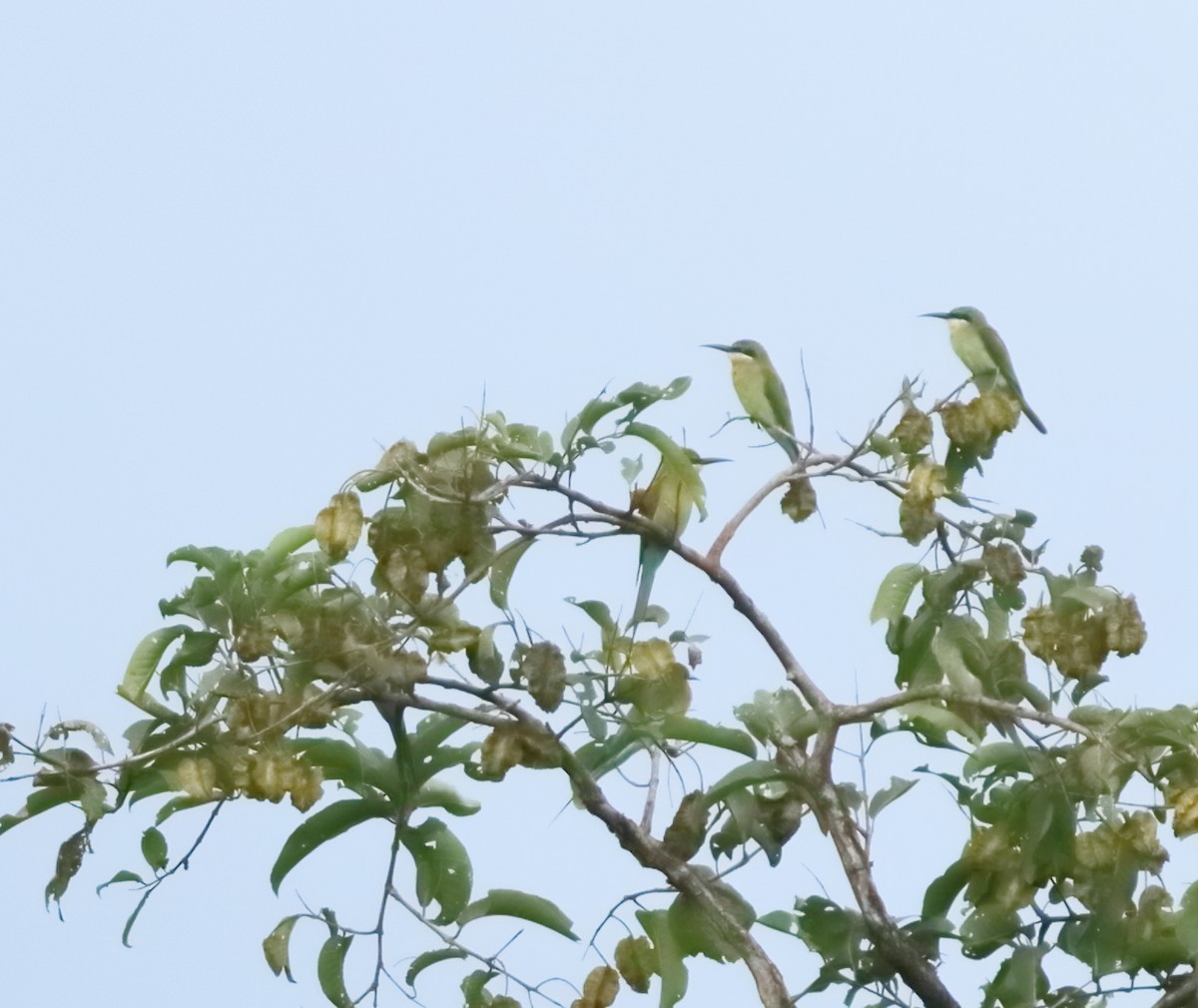 Blue-tailed Bee-eater - ML644206877