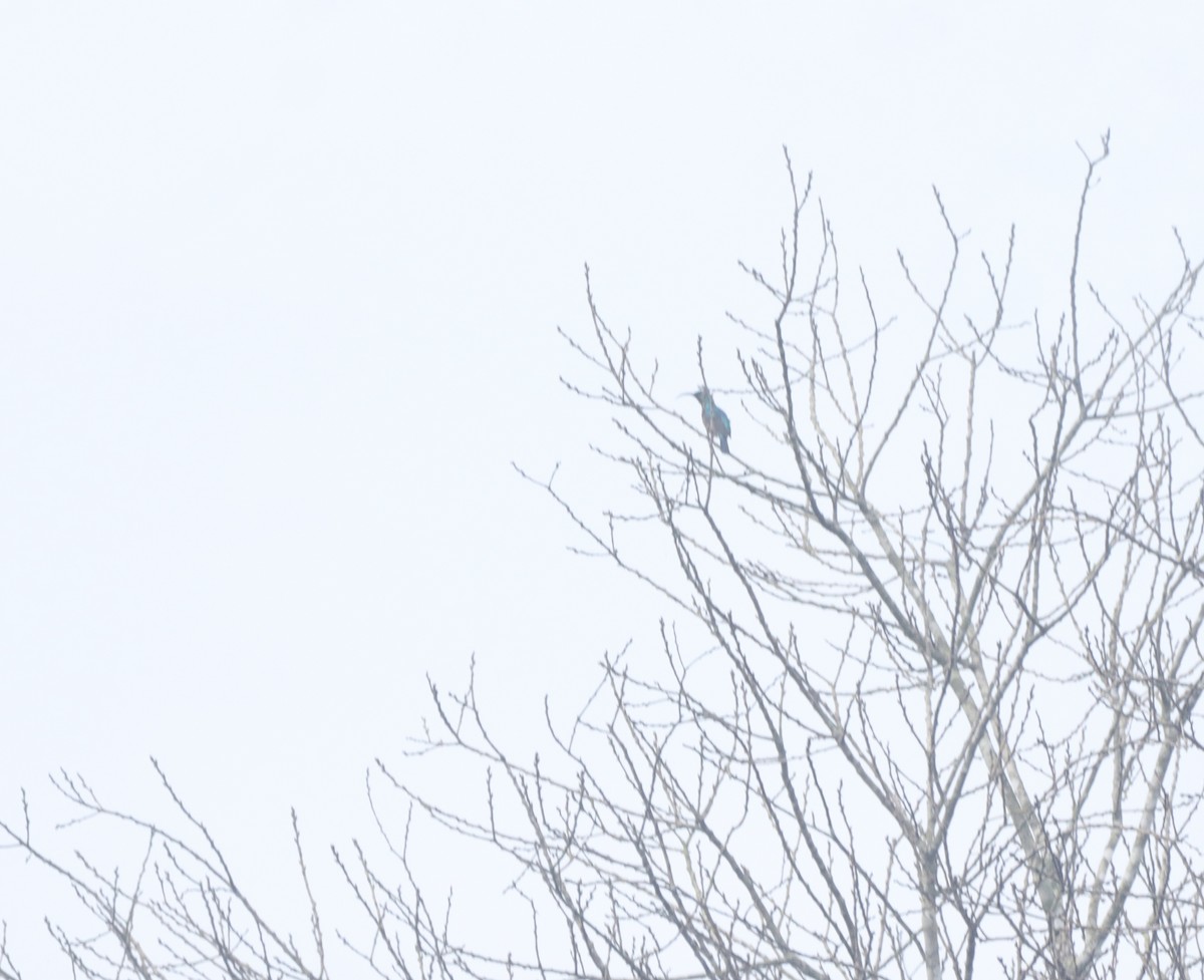 Loten's Sunbird - ML644206884