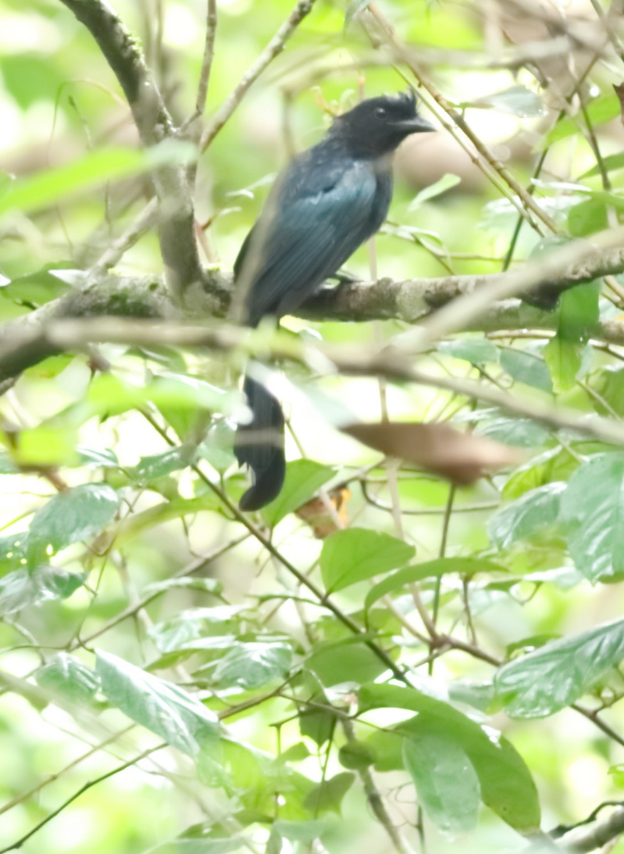 Greater Racket-tailed Drongo - ML644206891
