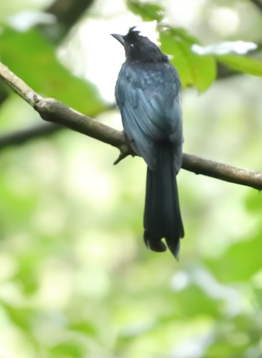 Greater Racket-tailed Drongo - ML644206894