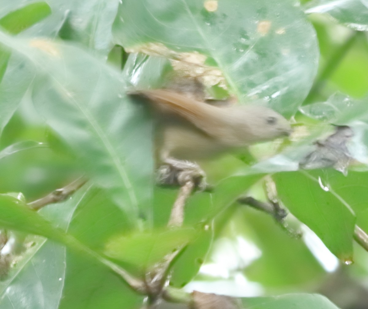 Brown-cheeked Fulvetta - ML644206897