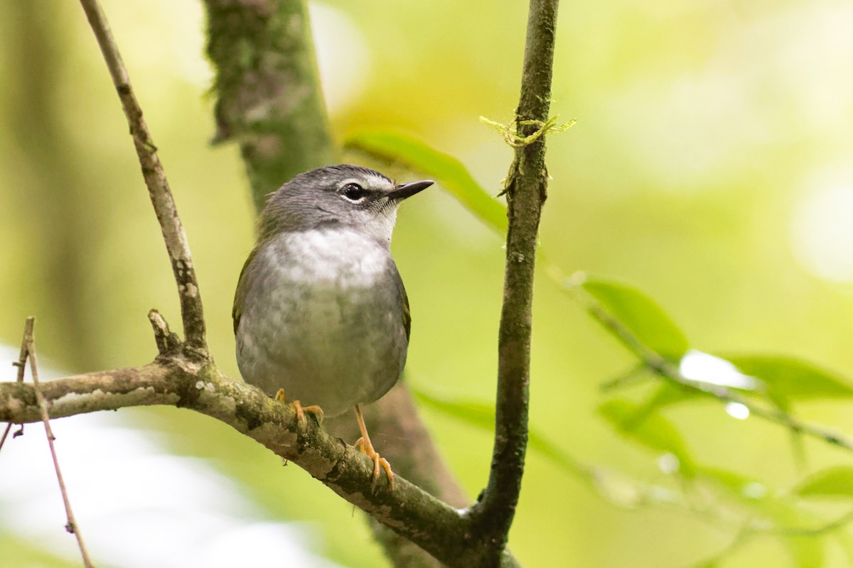 White-browed Warbler - ML644206901