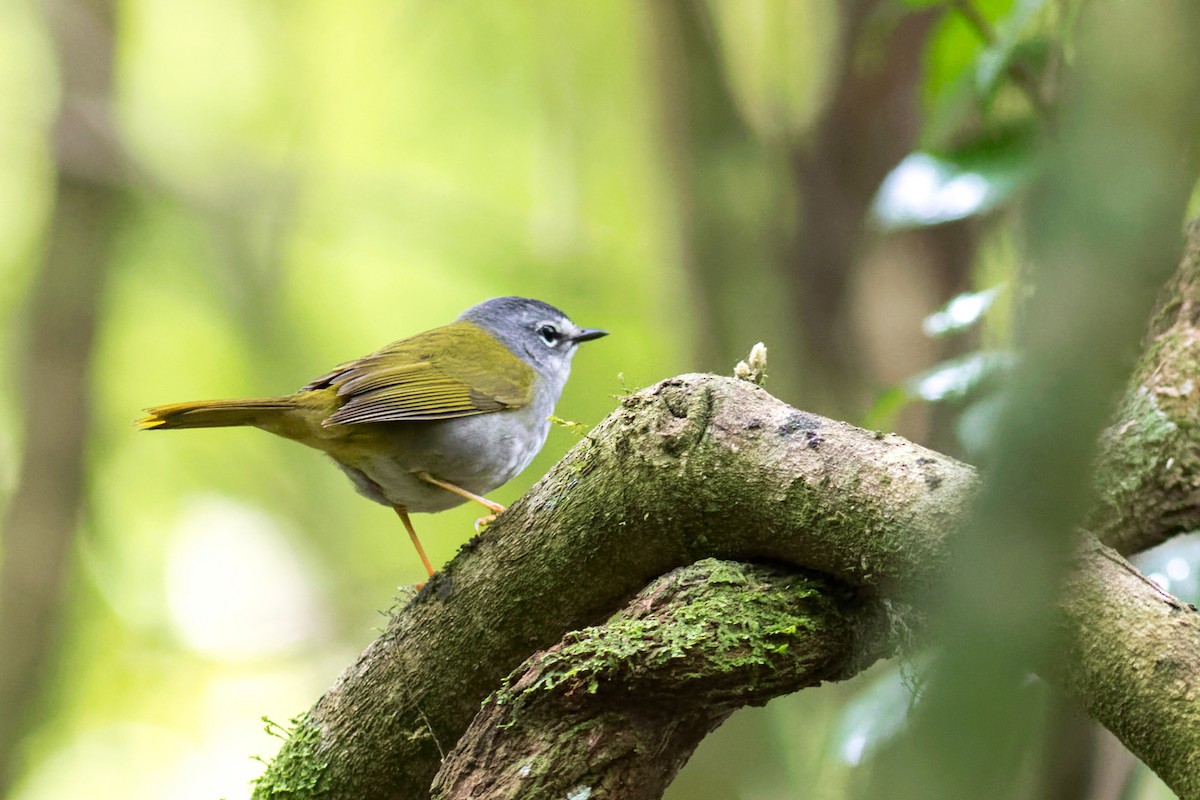 White-browed Warbler - ML644206902