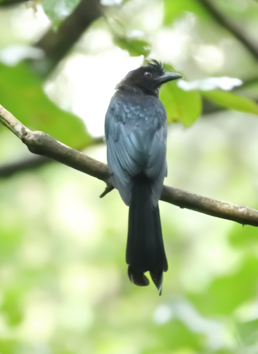 Greater Racket-tailed Drongo - ML644206903
