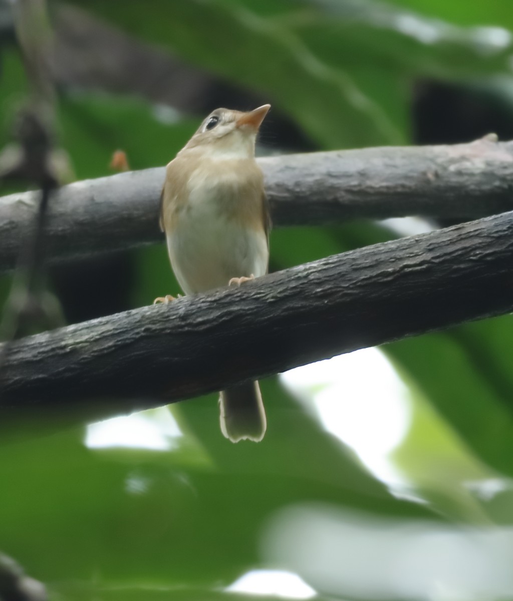 Brown-breasted Flycatcher - ML644206905