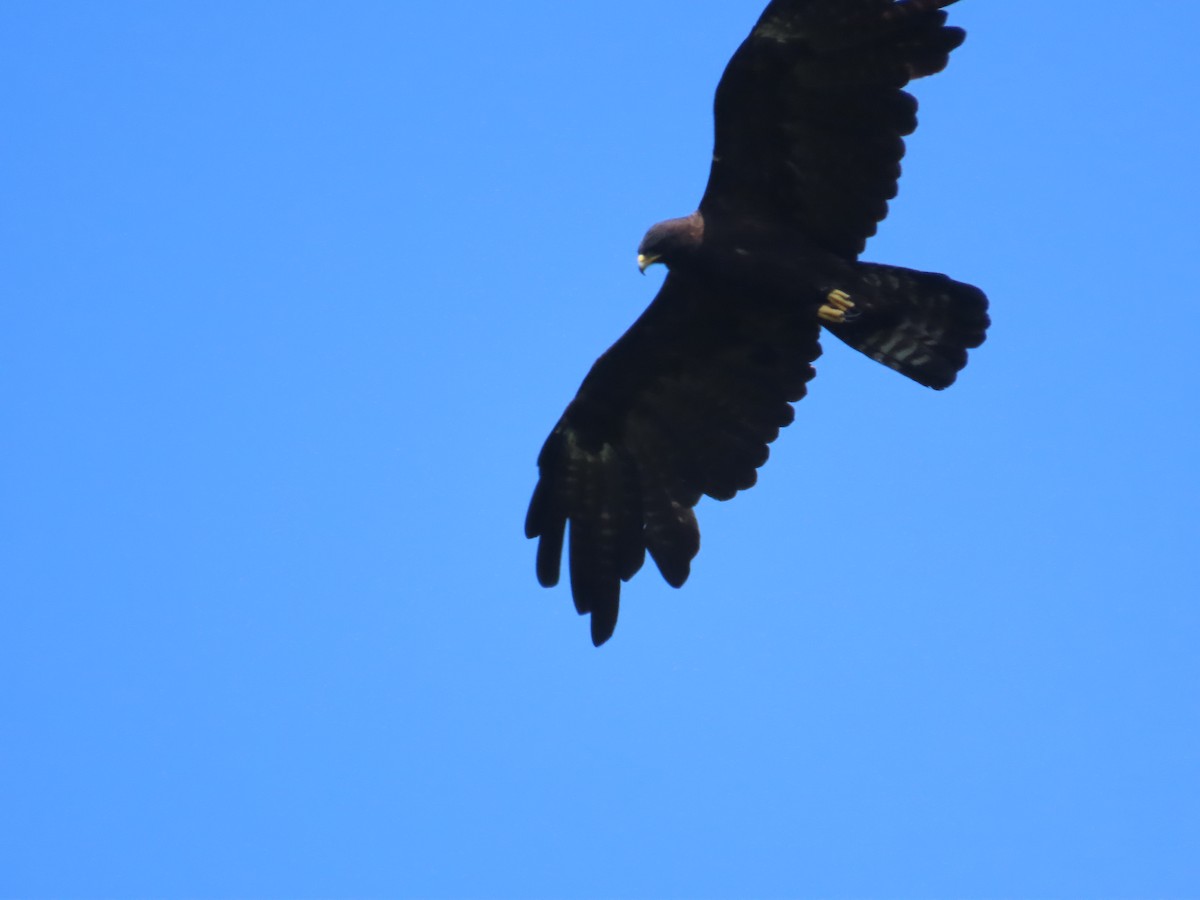 Орел чорний - ML644206906