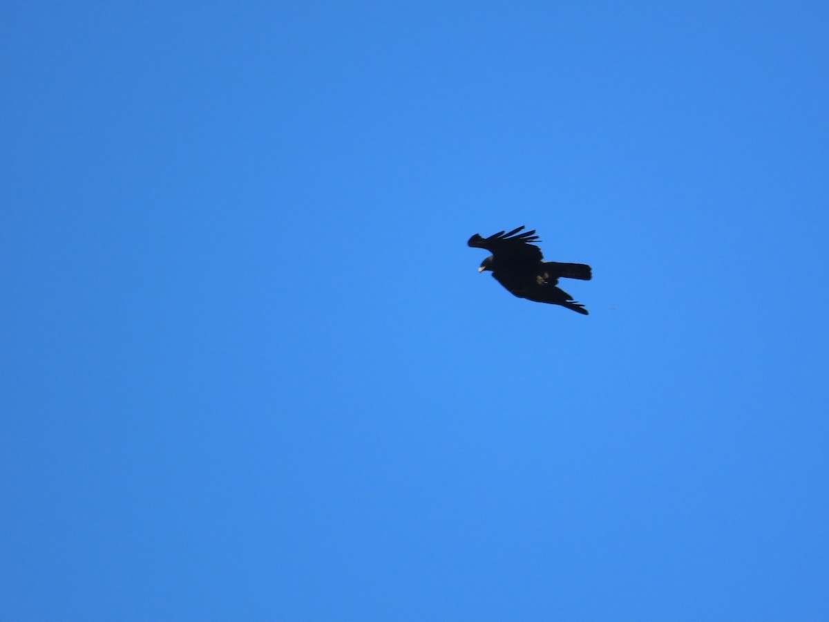 Орел чорний - ML644206907