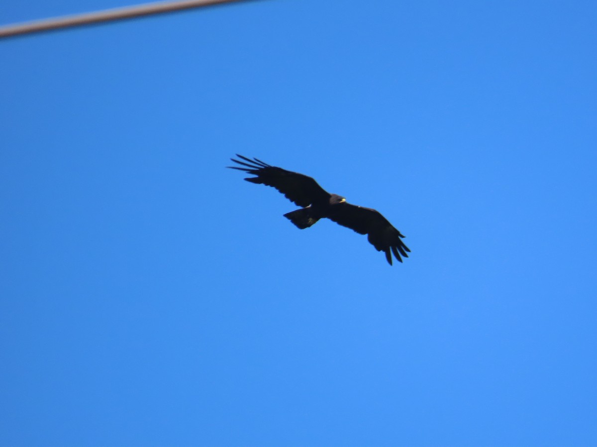 Орел чорний - ML644206908