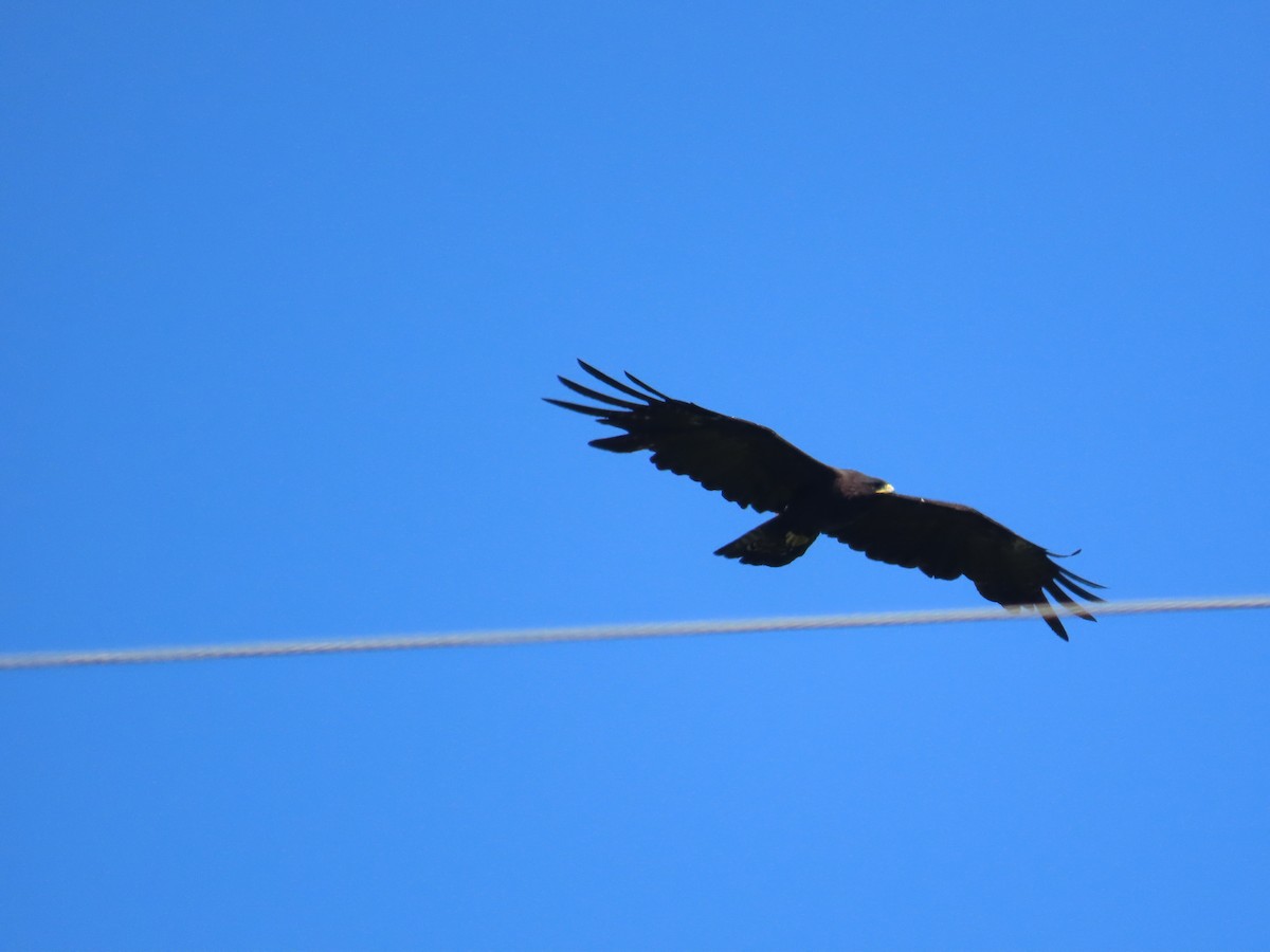 Орел чорний - ML644206910