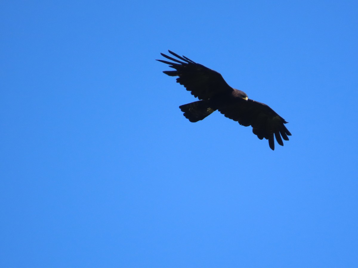 Орел чорний - ML644206911