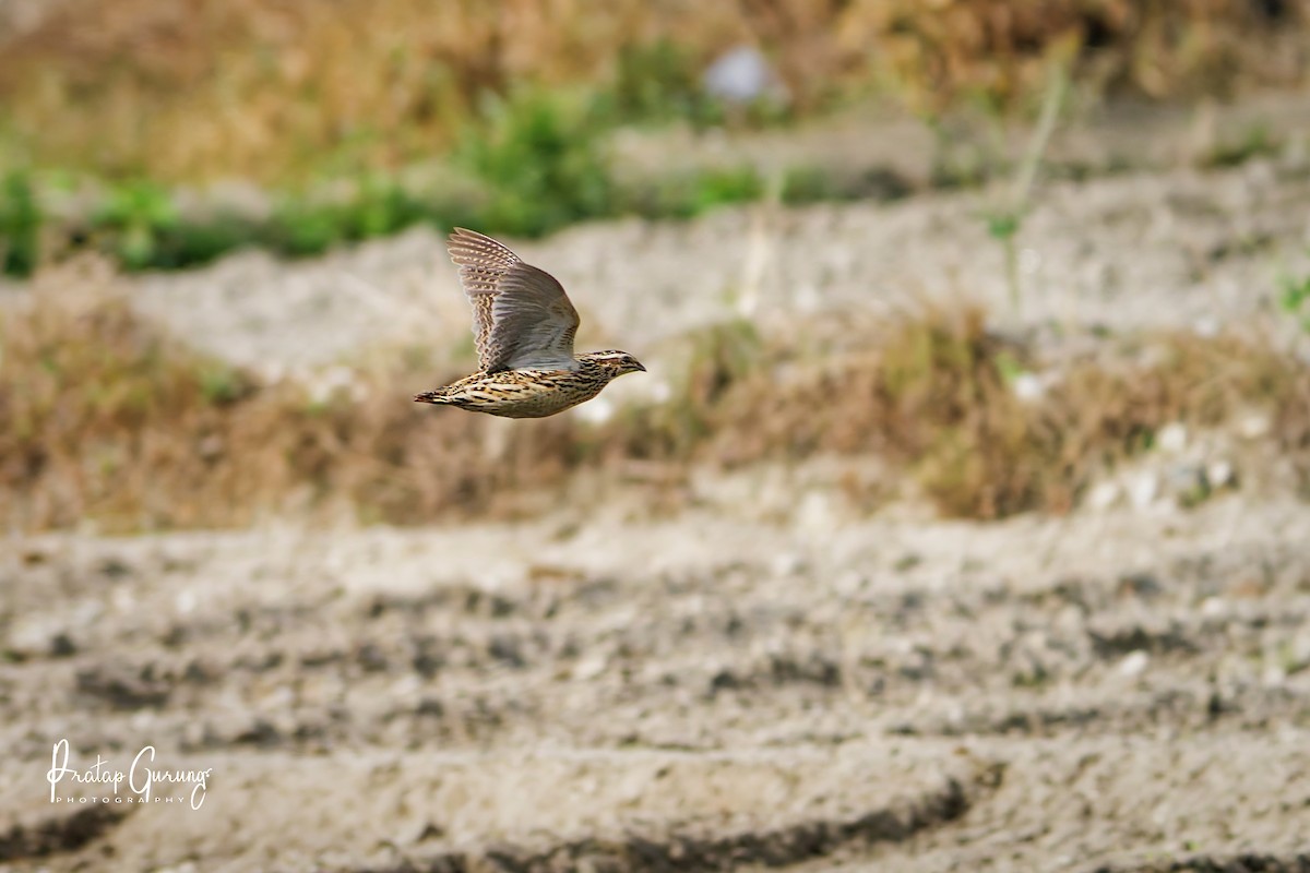 ヨーロッパウズラ - ML644206920