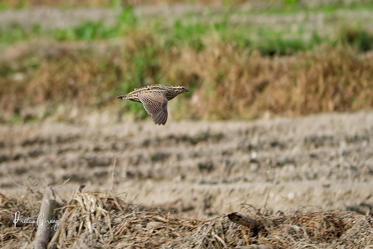 ヨーロッパウズラ - ML644206926