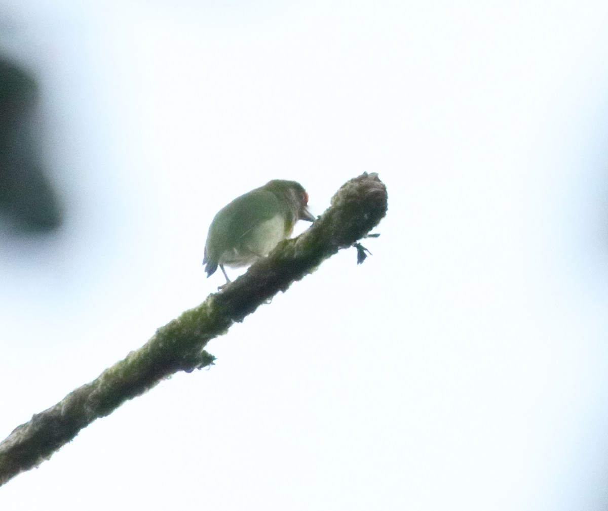 Malabar Barbet - ML644206927