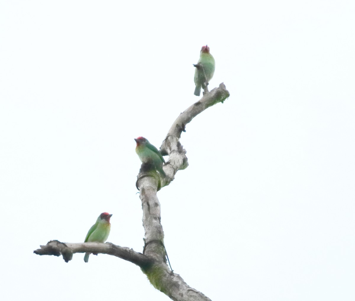Malabar Barbet - ML644206929