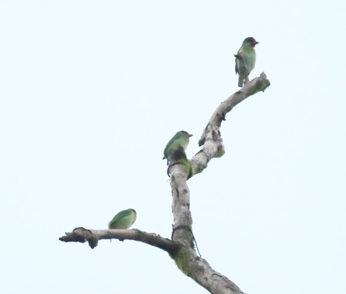 Malabar Barbet - ML644206938